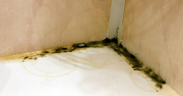 Mold growth on a wall in a room, highlighting the need for mold remediation efforts.