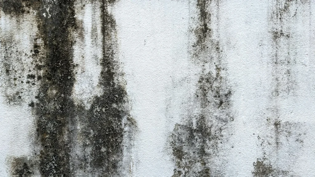 Black mold growing on a wall after a leak